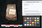 Foto (Objekt + Etikett) von Plantae indet.  (NHMW-GEO-2024-0188-11571)
